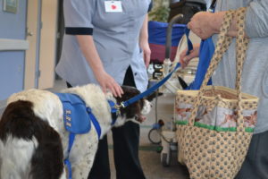 Therapy dog on lead