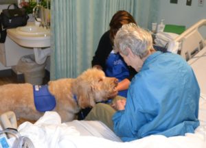 Therapy dog visiting patient in hospital bed