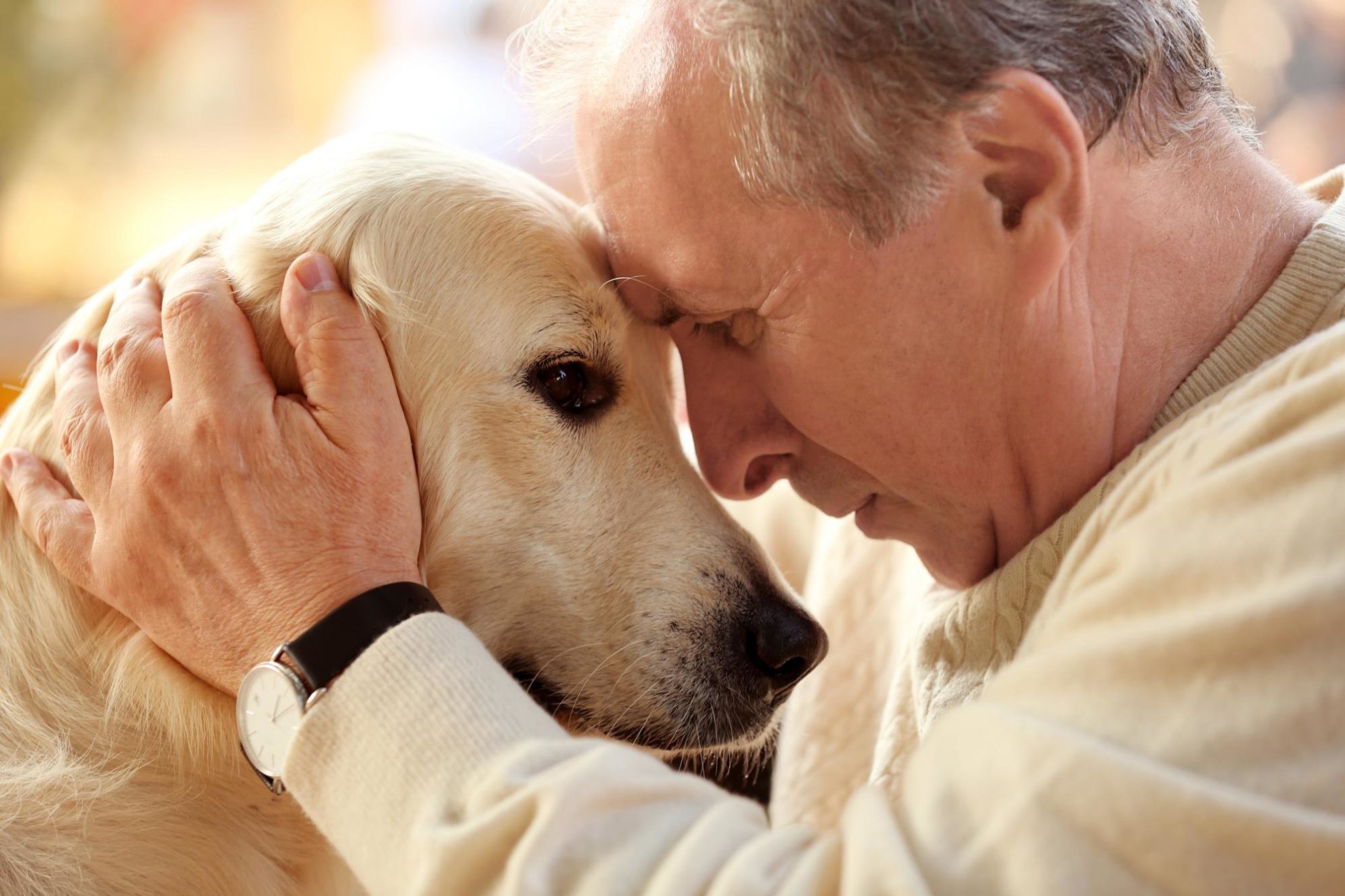 Therapy Dogs therapy-dogs