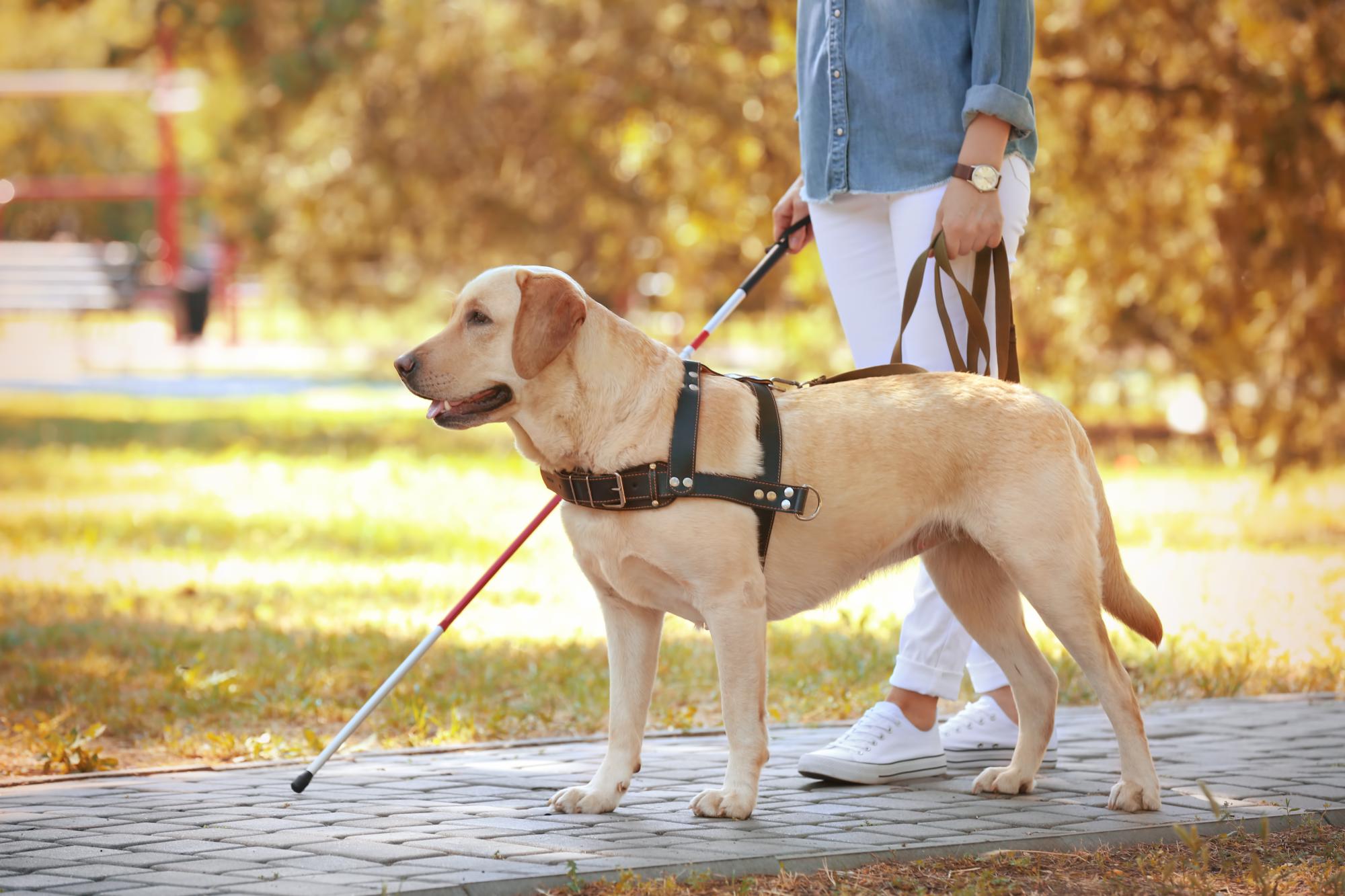 do service dogs have to walk